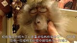 主人为猴子画了个妆，当画完之后网友们不淡定了：真是太好看了！