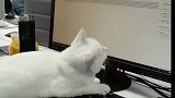 猫：别烦我，我在忙着写代码呢！