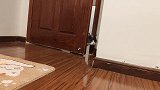 铲屎官用奶猫声音吸引猫咪，不仅让两只猫打架，还摔坏了一部手机
