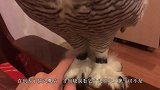 猫头鹰下了六个蛋，主人非要碰一下，结果尴尬了！