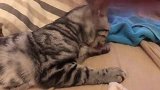 猫咪在打理毛发，主人悄悄伸手过去