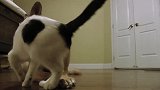 看看这只猫咪和德国牧羊犬