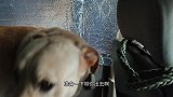 拉布拉多穿上爱心粉丝送的雨衣，逛内蒙古西林东山花海，太帅气了
