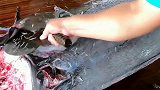 日本海鲜大厨加工巨型黑皮旗鱼，刀工还不如村口卖鱼的大妈！