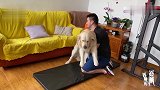 主人想健身还得看金毛同不同意，平板支撑太难了