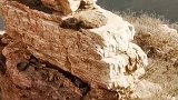 野人住的地方，不知道怎么过去的