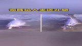 海豚给人类送礼物！志愿者投喂时，海豚会从海里带些小物件作为礼