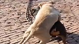 比特犬真是战神，一招先发制犬，沙皮犬只有招架之功