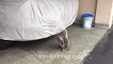 浣熊闯进院子偷吃的，不料被三只猎犬发现，结果真是惨不忍睹