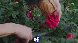 许光汉  何炅  黄磊  向往的生活 想魂穿摄像老师！