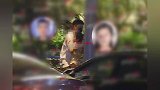 贾乃亮横抱甜馨父爱满满，深夜将女儿送上保姆车，疑送回李小璐家