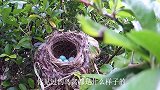 鸟窝都是露天朝上，下大雨时要咋办？看完才知道鸟儿有多聪明！