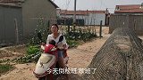 小凯打工第13天，小凯邀请对象参加奶奶生日，婆婆却想把车卖掉