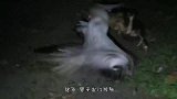 农夫发现河里飘着一头猪，刚想将其打捞上岸，下一秒庆幸没下水！