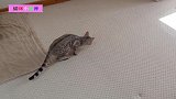 猫咪的绝技：神龙摆尾