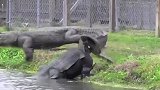 男子作死穿上鳄鱼套装，潜入水中，只为了试探鳄鱼！