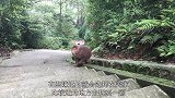 峨眉山的猴子最怕这东西，明白后，就不用害怕猴子对你纠缠不放了