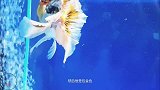 泰狮金鱼鉴赏，尾巴直挺有厚度，包金色看着很特殊