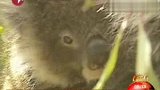 澳大利亚森林变牧场考拉可能成濒危物种