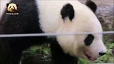 呆萌无比的熊猫旦旦雨中漫步，小短腿儿可爱得不像话