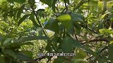 桃树蚜虫打好几遍药还有很多，如何配药才能消灭这些抗性桃蚜？