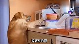 金毛：我拿时你不吭声，拿下来了你又不让吃，太难了