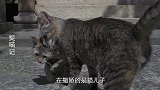 捉喵记：猫咪儿子向母亲撒娇，遭到白眼