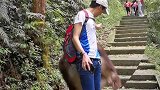 峨眉山的泼猴看见人就要抢劫