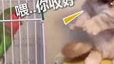 萌宠猫：喂，你咋不听话嘞
