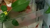 猫：铲屎的，你放心我帮你看着小鱼，不会吃你的！