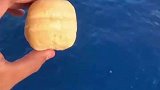往海里扔个面包，神奇的一幕突然出现