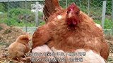 母鸡泛滥的母爱，简直是孵天孵地孵空气，像动物界的圣母一把手
