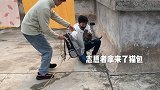 橘狸花33楼外墙楼沿死命呼救：太高了，快救救我！流浪猫