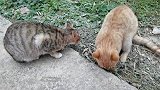 小橘猫和狸花猫玩着玩着，突然就打起架来了