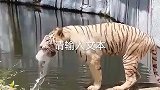武松的酒让老虎喝了啊，吐成这样了