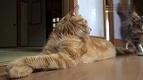 小猫咪找大猫玩耍，屡遭大猫嫌弃，原来是自己错了
