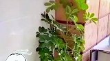 父母催婚再现新高度就不不知你还顶不顶得住