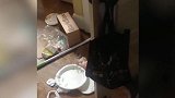 老外将易拉罐摆好，小猫咪直接撞过去，看着就很滑稽！