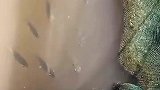 这鱼喷水怎么发发命中