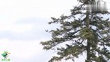 老鹰抓了一条鱼回来，窝里的小鹰眼神都亮了