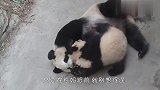 团子想跑出去玩，结果被熊妈逮了个现行，看完忍住别笑