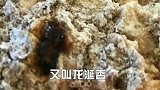 世界上最贵的粪便，1斤100万，高级香水必不可少的原料
