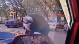 男子驾车突遇喜鹊打劫