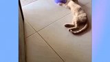 这或许就是猫生巅峰吧