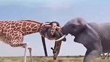 两个不吃肉的也能打起来，松不开了
