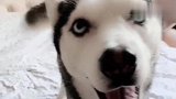主人和二哈猜拳,二哈这无赖刷的真溜啊,太逗了