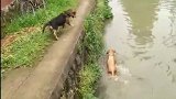 狗子：兄弟从这边上来，这边水浅一点！