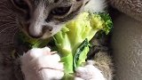 爱吃花菜的猫咪