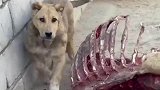这是什么物种