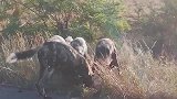 鬣狗以大欺小抢野狗食物，野狗不甘心，带上兄弟逆风翻盘